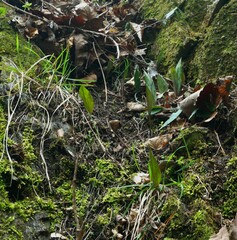 Erythronium americanum