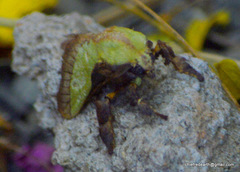 Lepidoptera