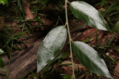 Petalostigma triloculare