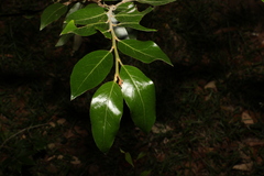 Petalostigma triloculare