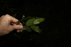 Petalostigma triloculare