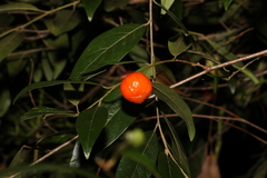 Petalostigma triloculare