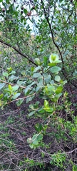 Ceanothus tomentosus