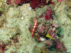 Trimma rubromaculatum