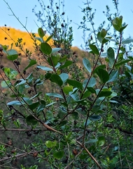 Ceanothus tomentosus