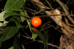 Petalostigma triloculare