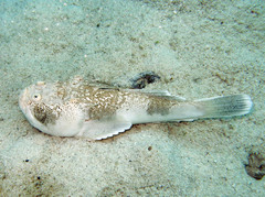 Uranoscopus sulphureus