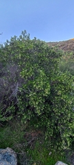 Ornithostaphylos oppositifolia