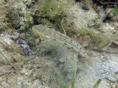 Valenciennea longipinnis