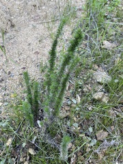 Linanthus californicus