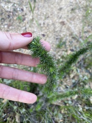 Linanthus californicus