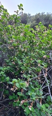 Ribes indecorum
