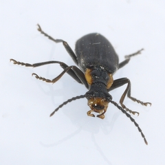 Podabrus rugosulus