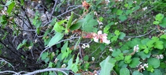 Ribes indecorum