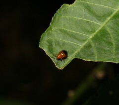 Nisotra bicolorata