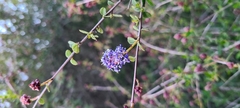 Ceanothus tomentosus