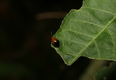 Nisotra bicolorata