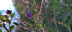 Ceanothus tomentosus
