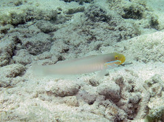 Valenciennea strigata