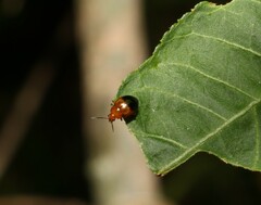 Nisotra bicolorata