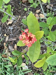 Ixora chinensis