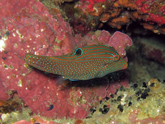 Canthigaster papua