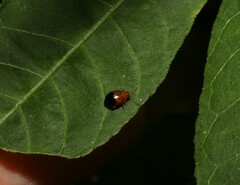 Nisotra bicolorata
