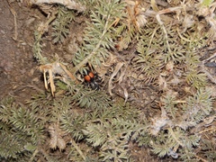 Traumatomutilla ocellaris