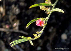 Magnoliopsida
