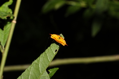 Gasteracantha quadrispinosa