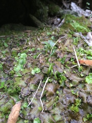 Conocephalum conicum