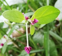 Alternanthera porrigens