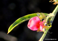 Magnoliopsida
