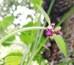 Alternanthera porrigens