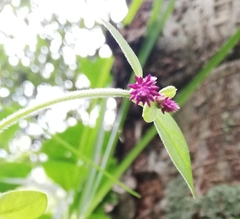 Alternanthera porrigens