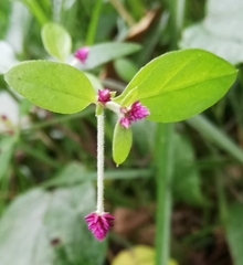 Alternanthera porrigens