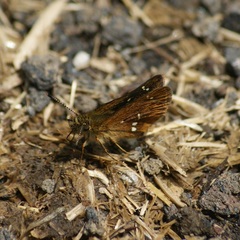 Piruna polingii