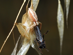 Runcinia acuminata