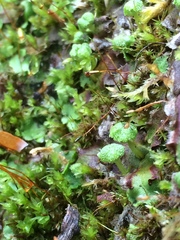 Conocephalum conicum