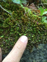 Conocephalum conicum