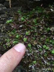 Conocephalum conicum