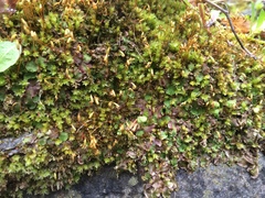 Conocephalum conicum