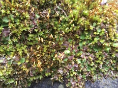 Conocephalum conicum