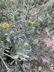 Borrichia arborescens