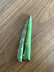 Aloe vera