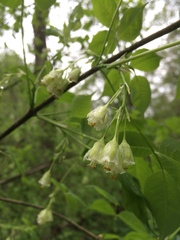 Staphylea trifolia
