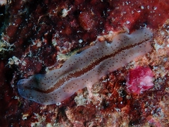 Enchiridium periommatum