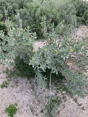 Borrichia arborescens