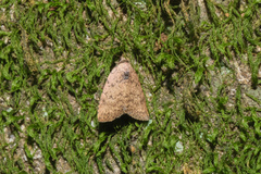 Anachrostis