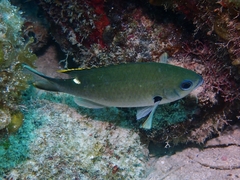 Azurina multilineata